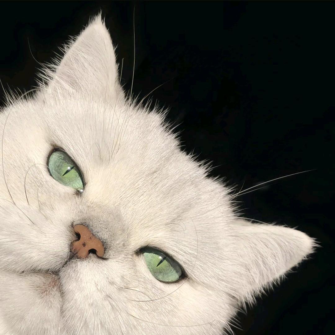 Nigar.