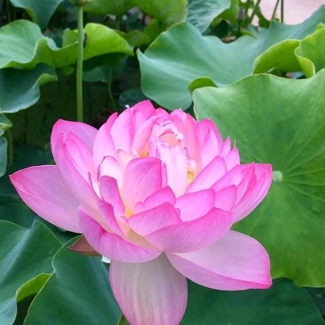 锦绣未央