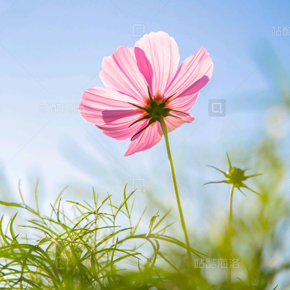 四季花开