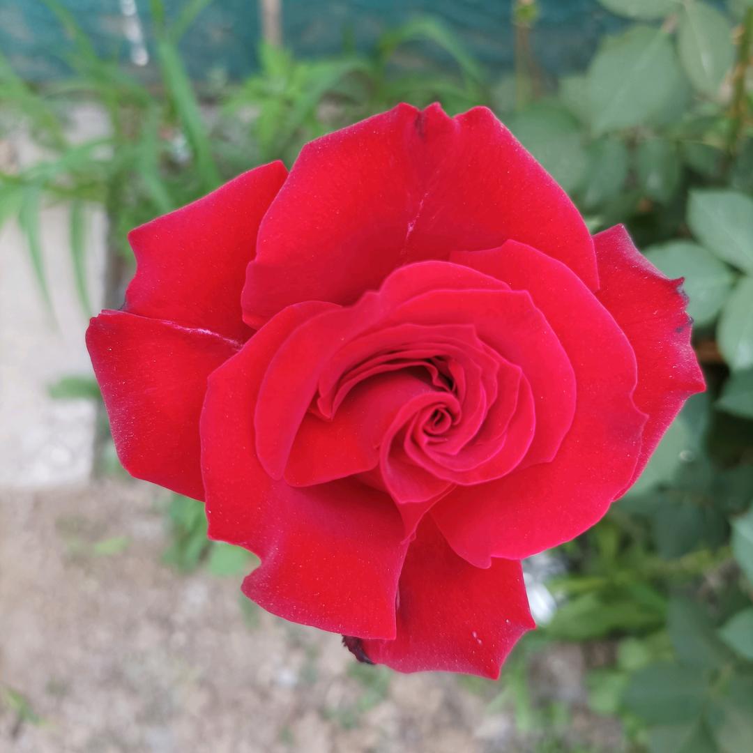 志华～保定~茶叶+艾灸贴