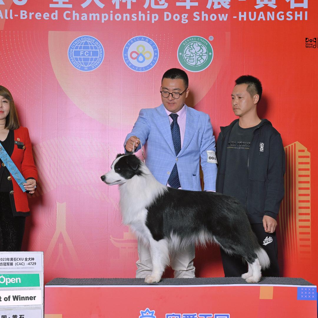 湖北边牧(登令犬舍)