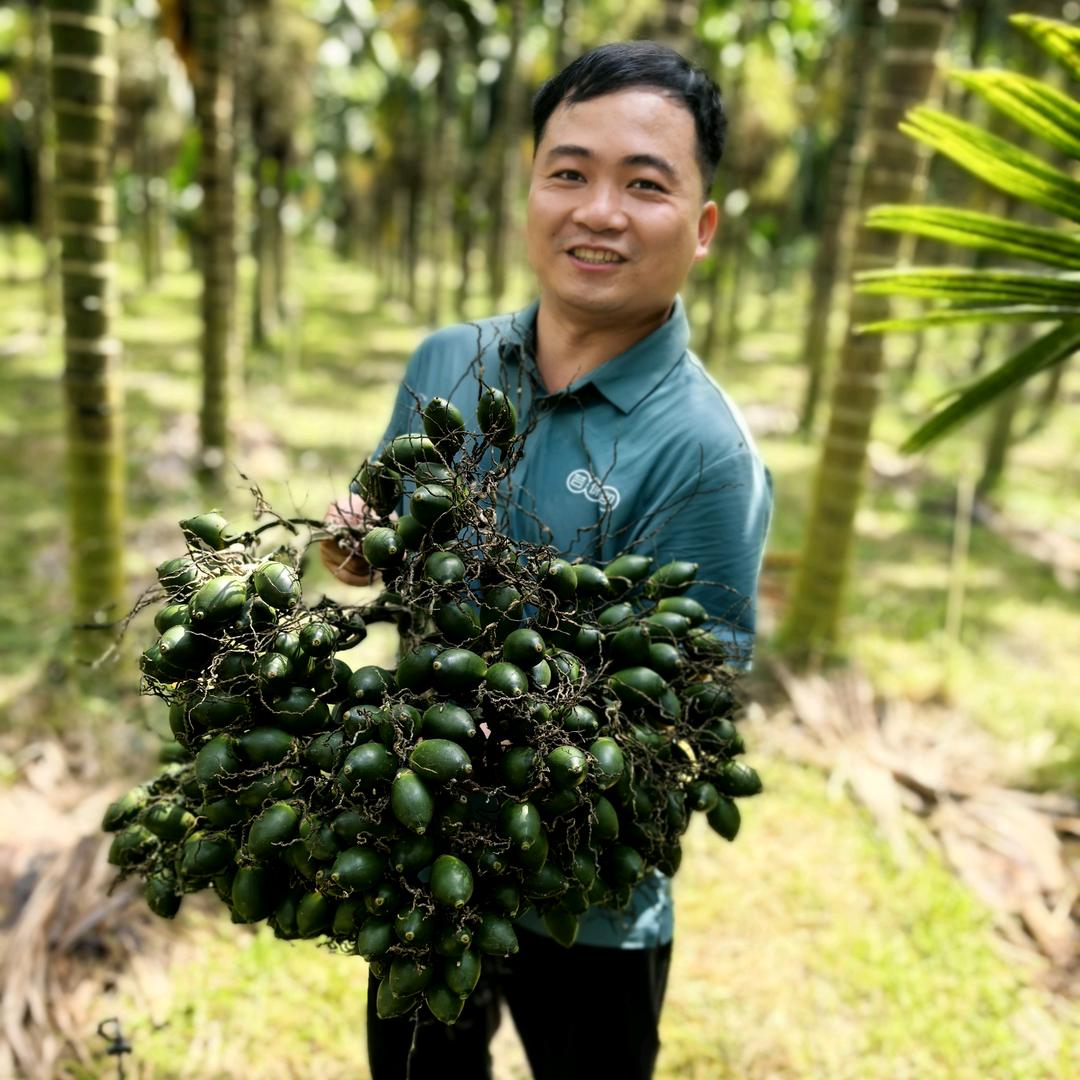 尖峰万泽高产槟榔方案