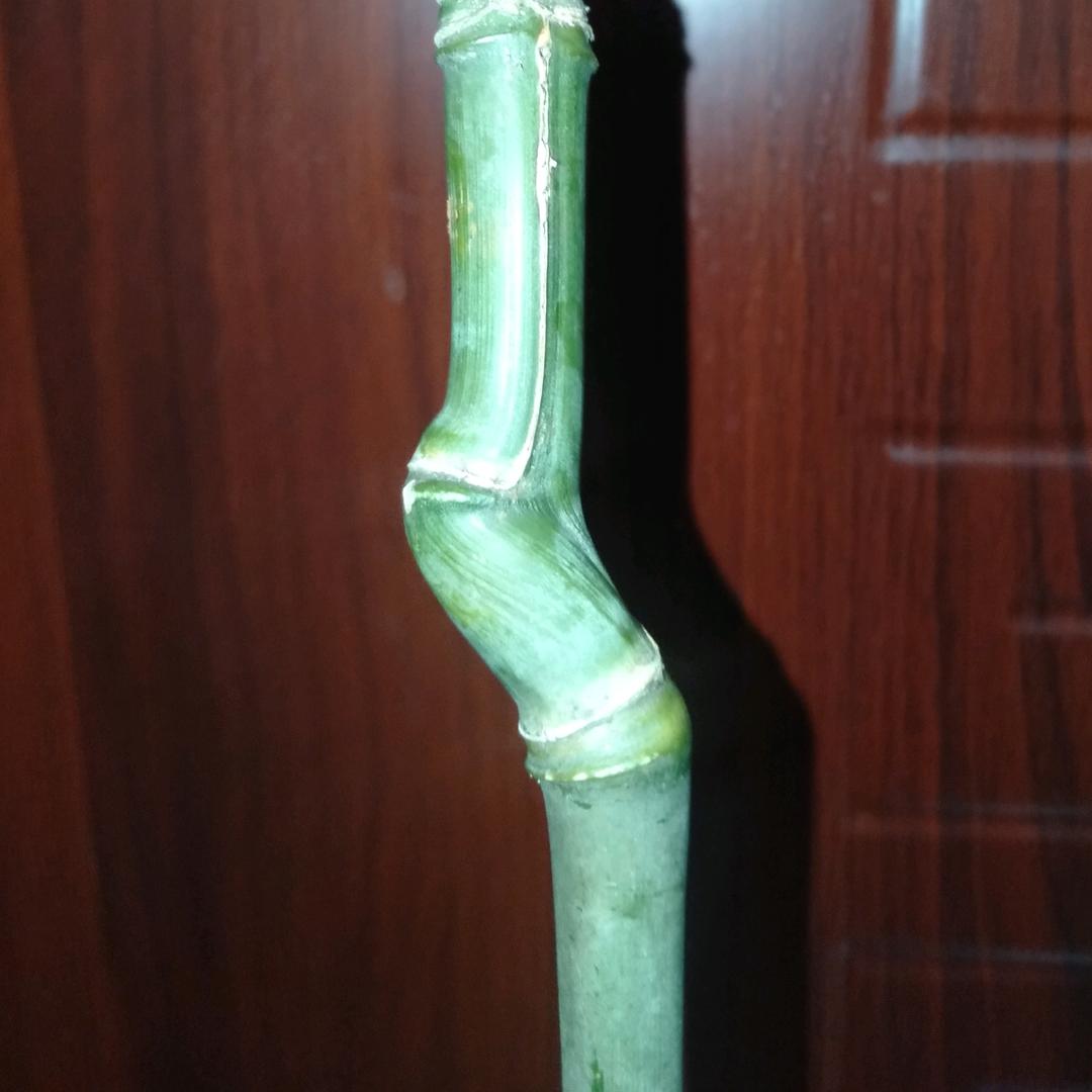 玉竹心扉＊月月