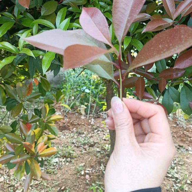 英子［吉祥三宝］