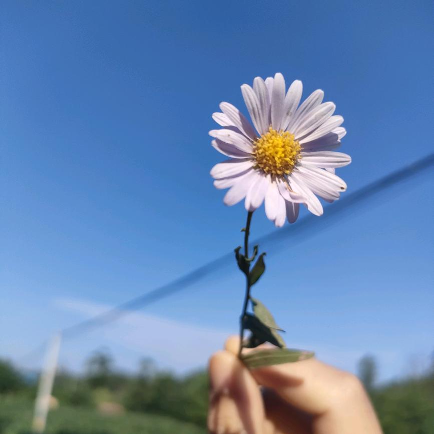 小花晒月亮🌙🤟🏻🦋🌸☀