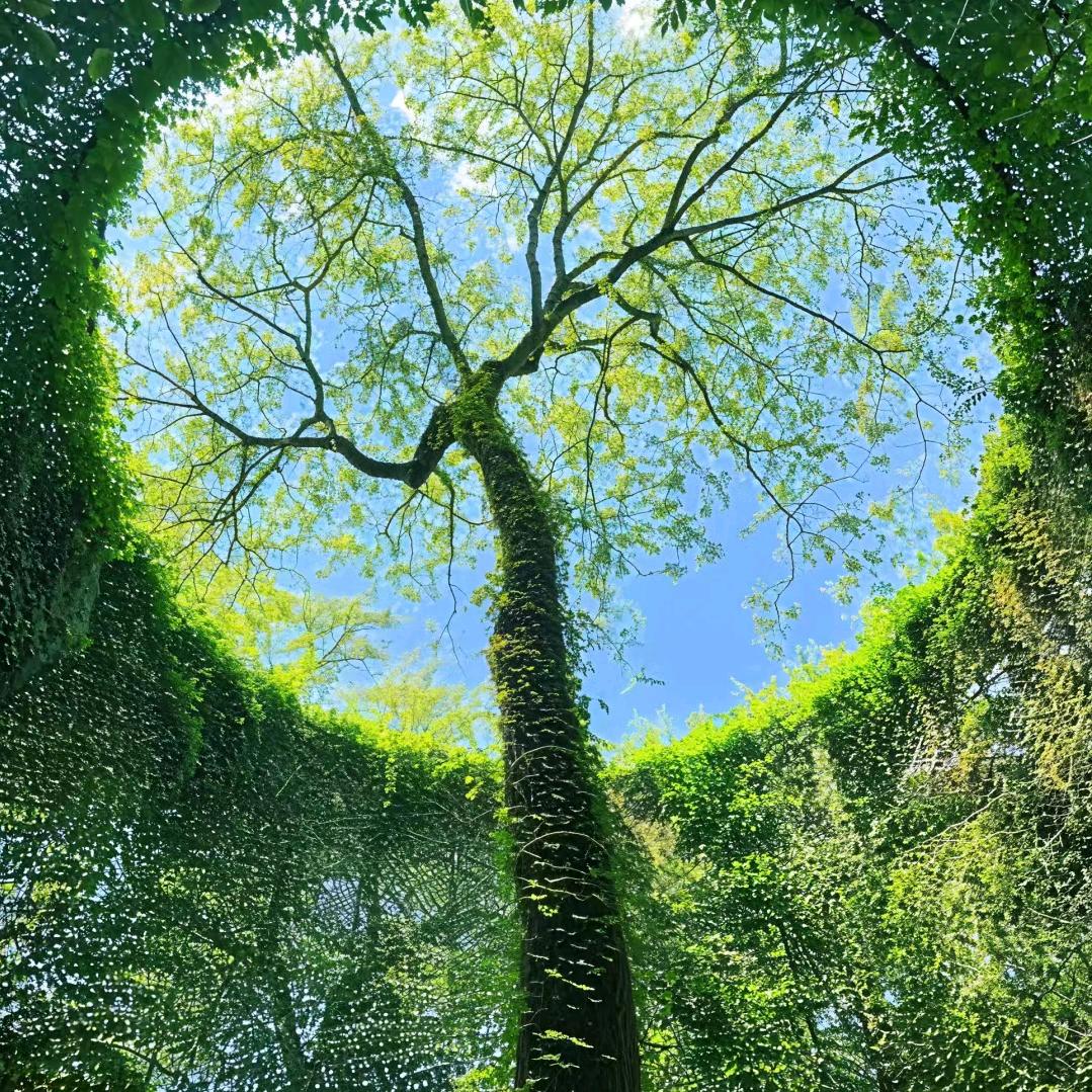 小小葡萄头像