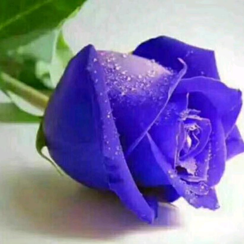 ღᩚ᭄抹不掉এ᭄残留的記憶ৡᩚ࿐