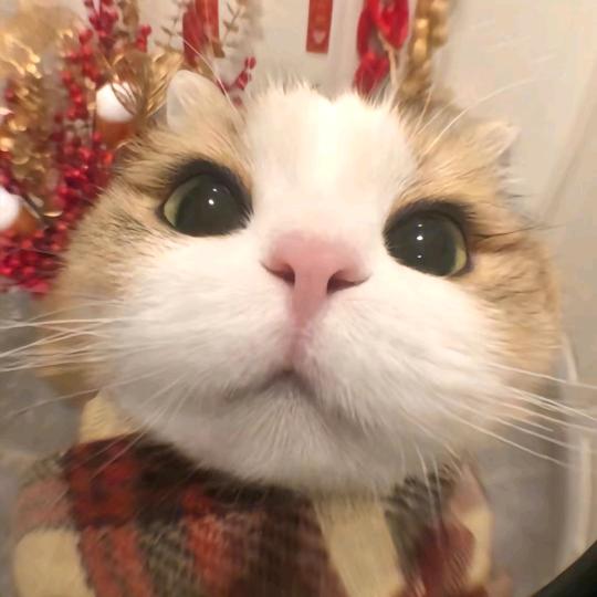 森林猫