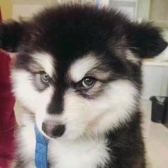 黑皮儿（三角洲行动）