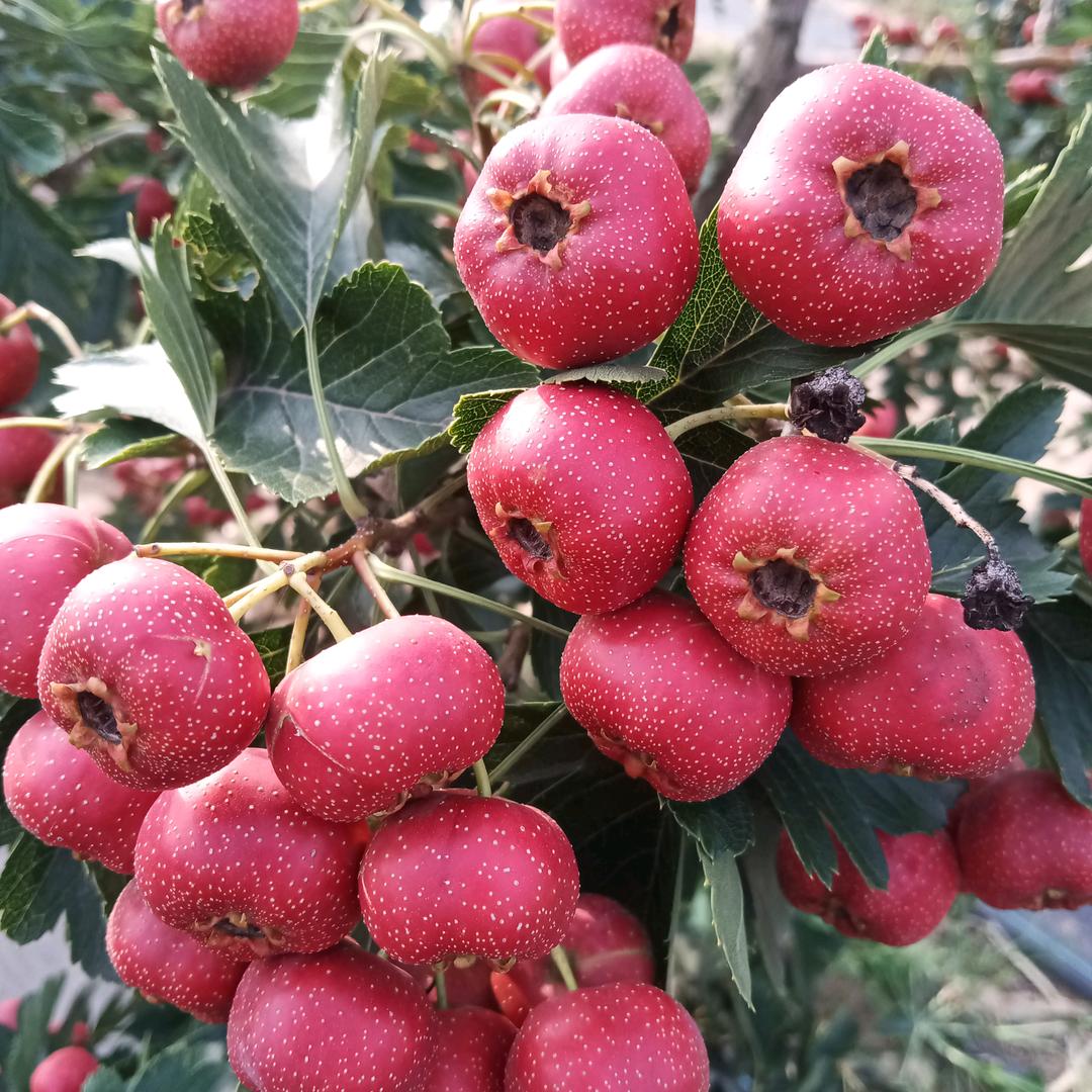 杨四爷