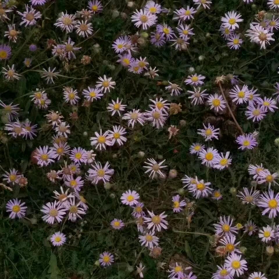 缘分天定