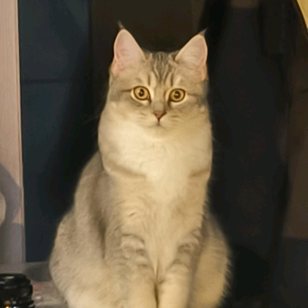 昭昭木木（爆品狙击手）@抖音