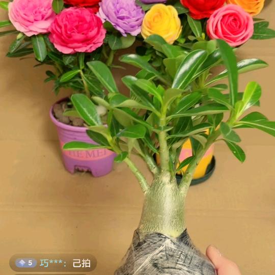 习惯了有你222821