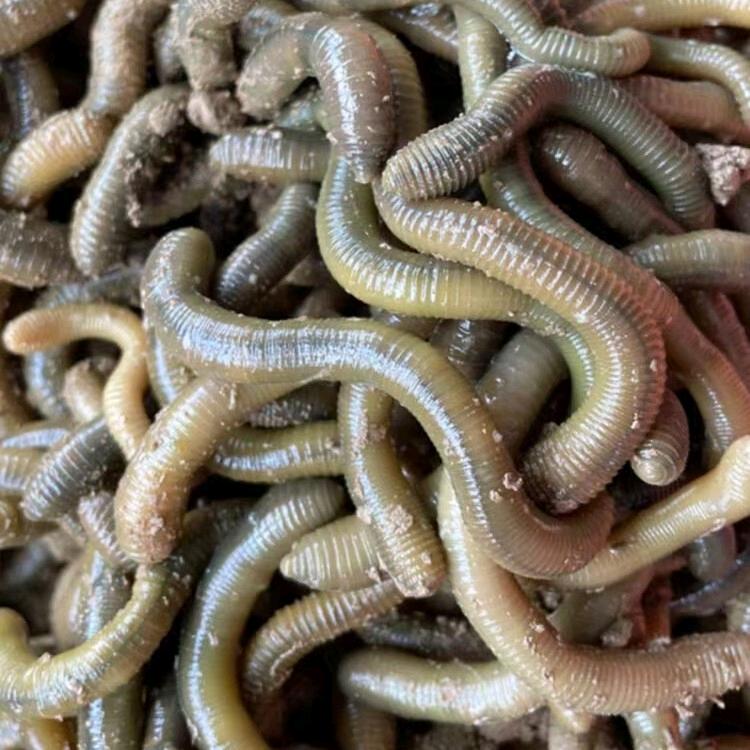 江苏蚯蚓养殖基地