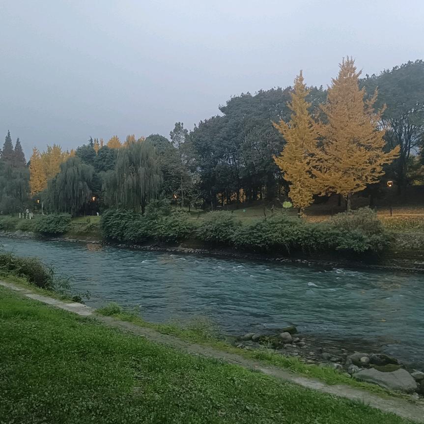 莫里大大