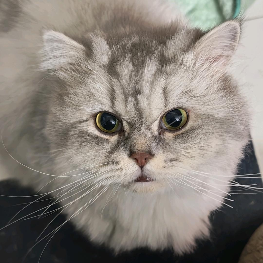 一只小璐