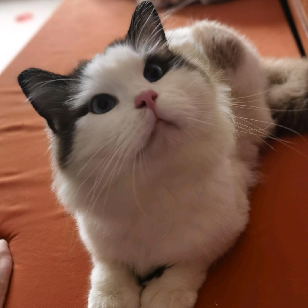 吃鸡米的豆豆子