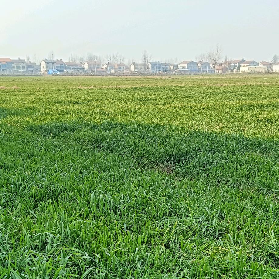 小露（每天20:30准时开播）