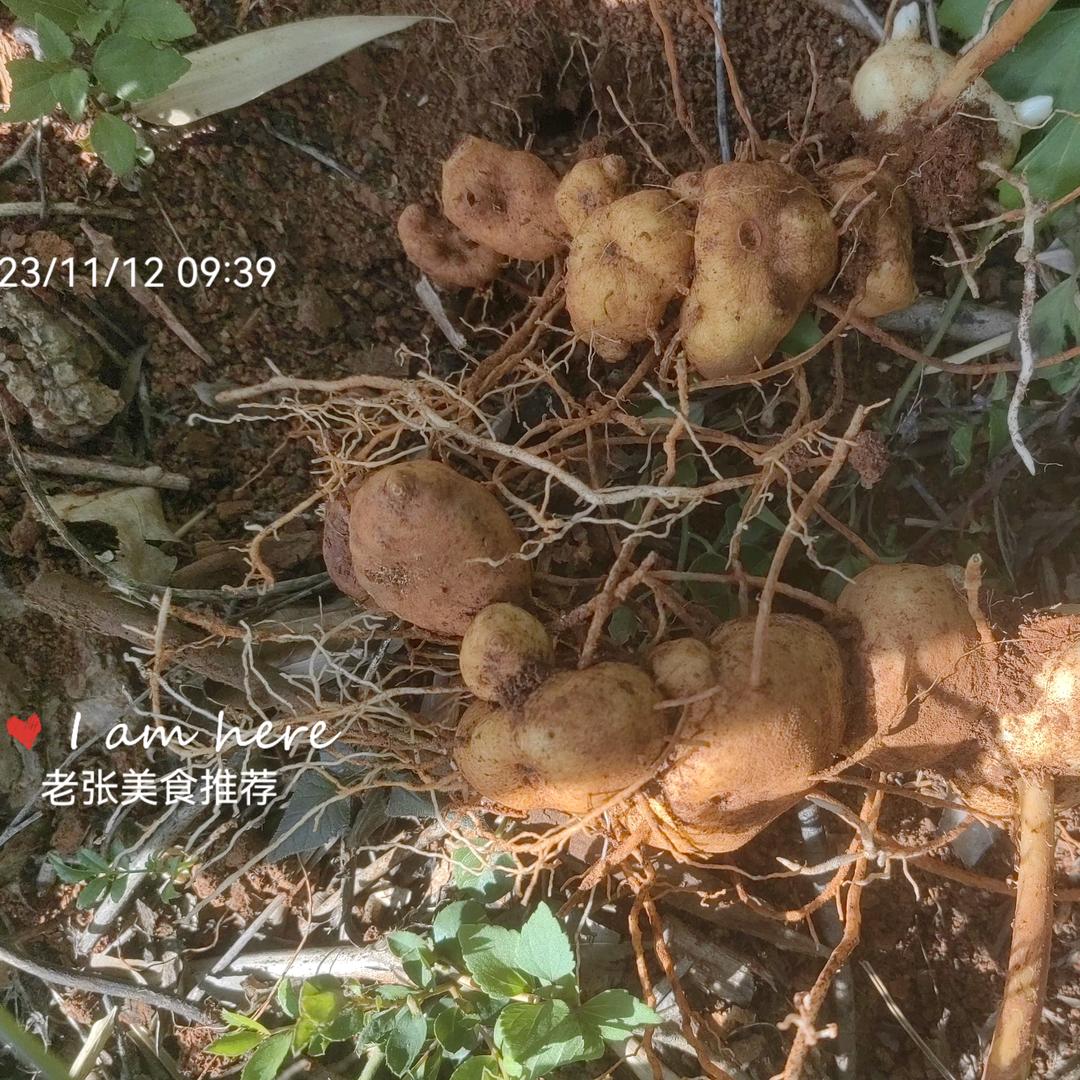 老张美食推荐