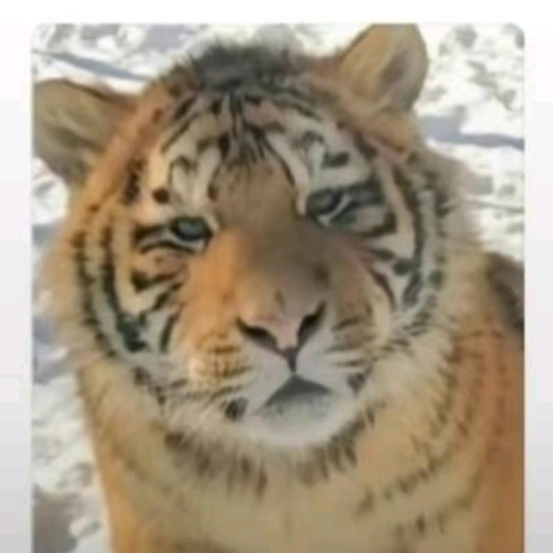清风拂杨柳丶
