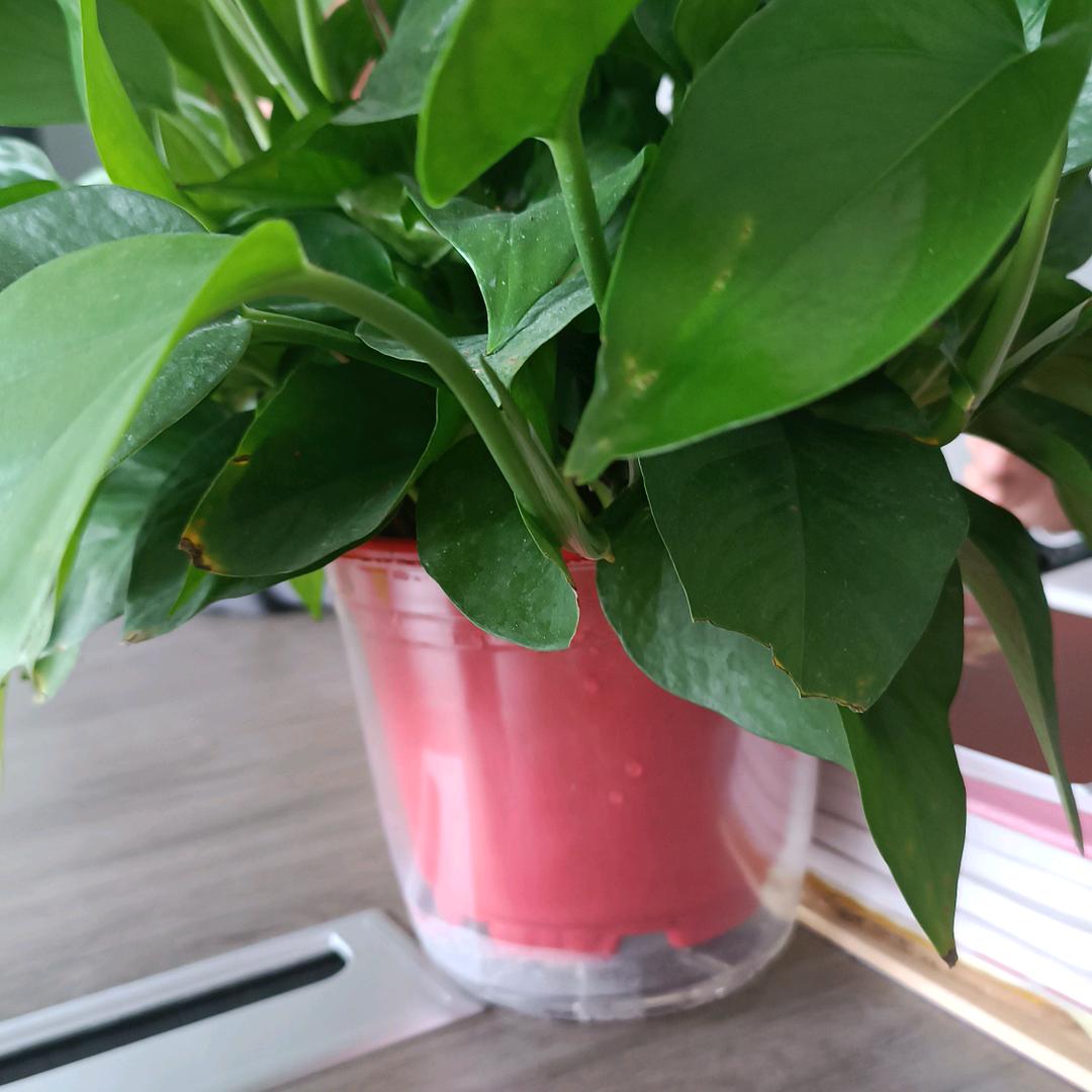 尹玉芝