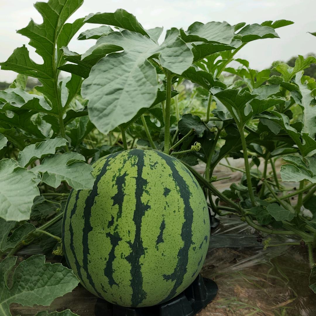 深甜西瓜采摘园