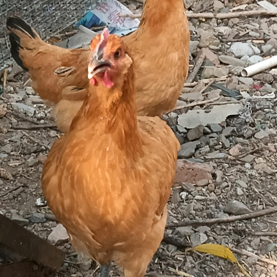 84338285208