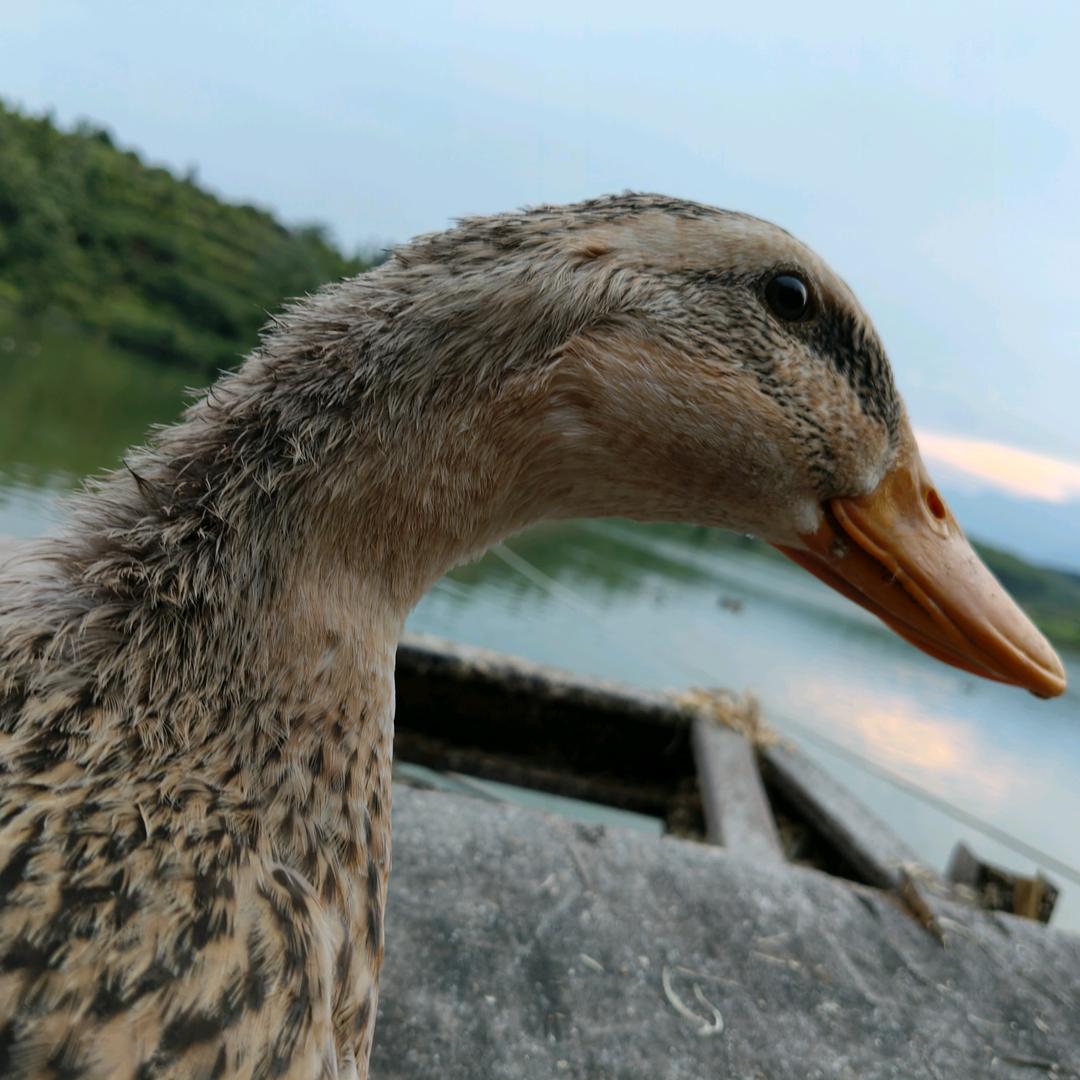 伤心鸭