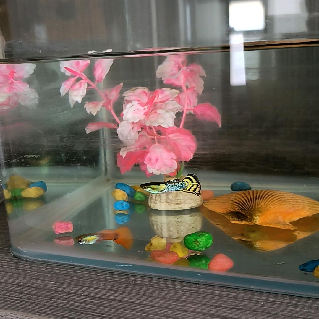 骏骐商行