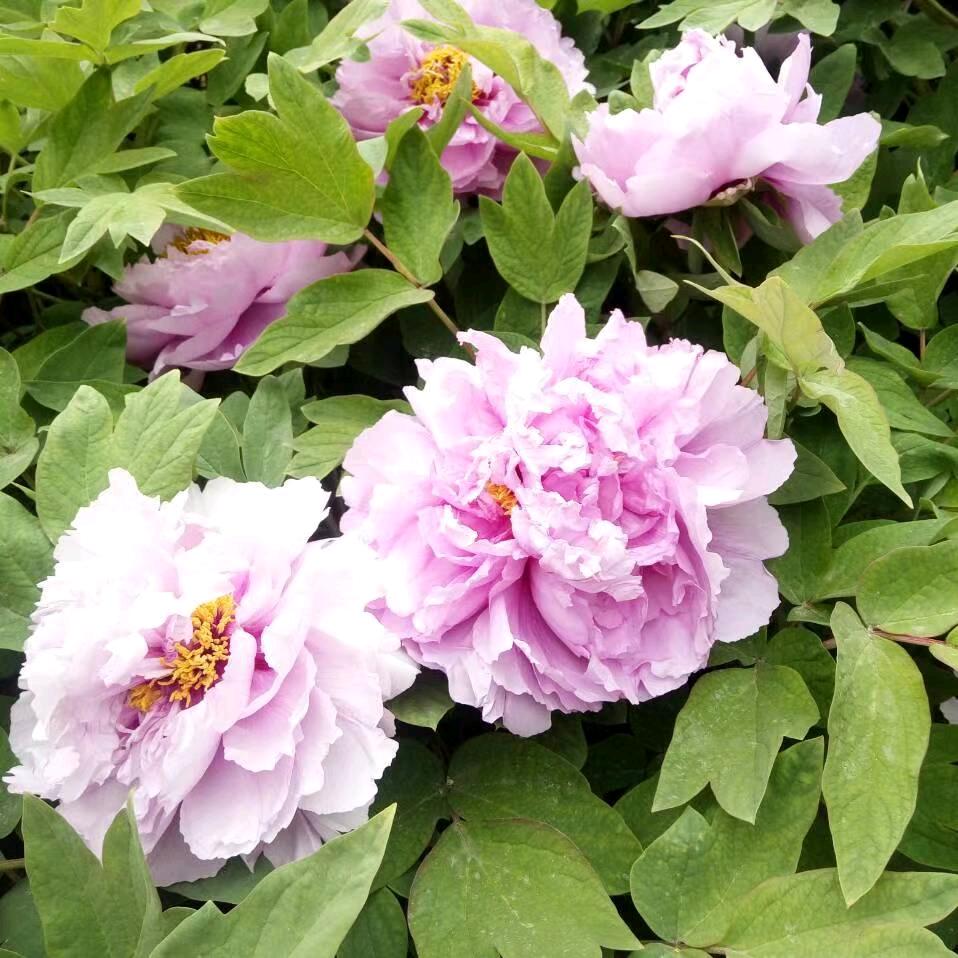 缘分（拒绝私聊）