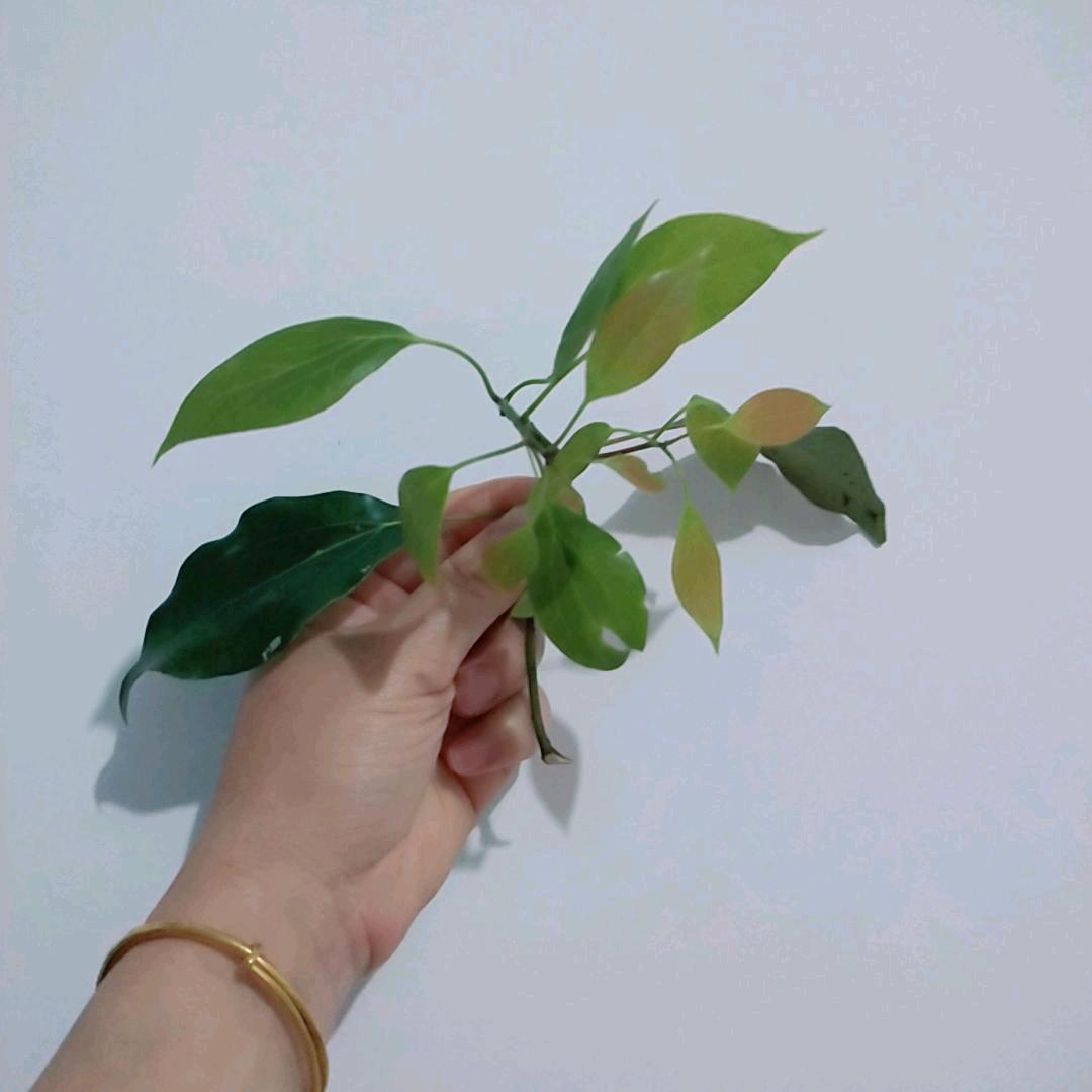 小穆吖🌱