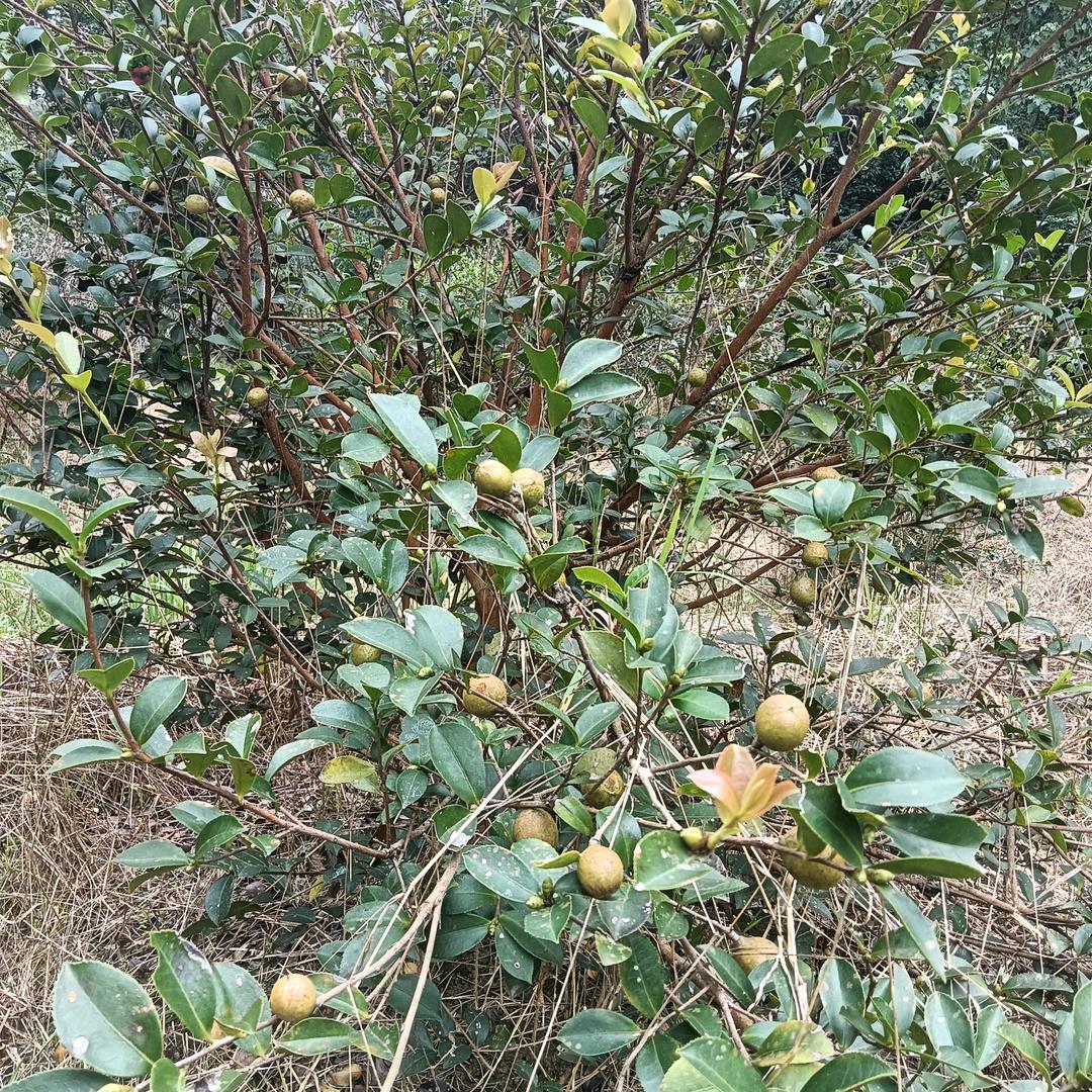 开💝心❤果🍎🍎