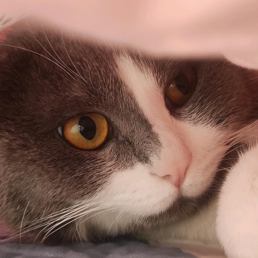 小灰灰是只🐱