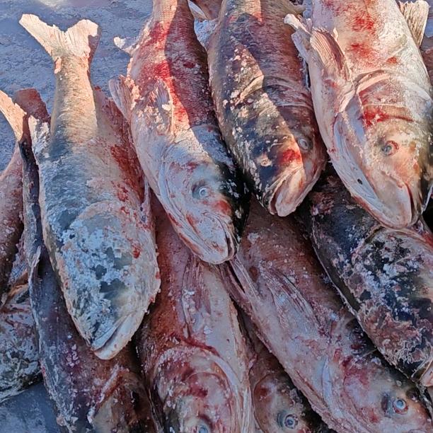 查干湖野生鱼销售