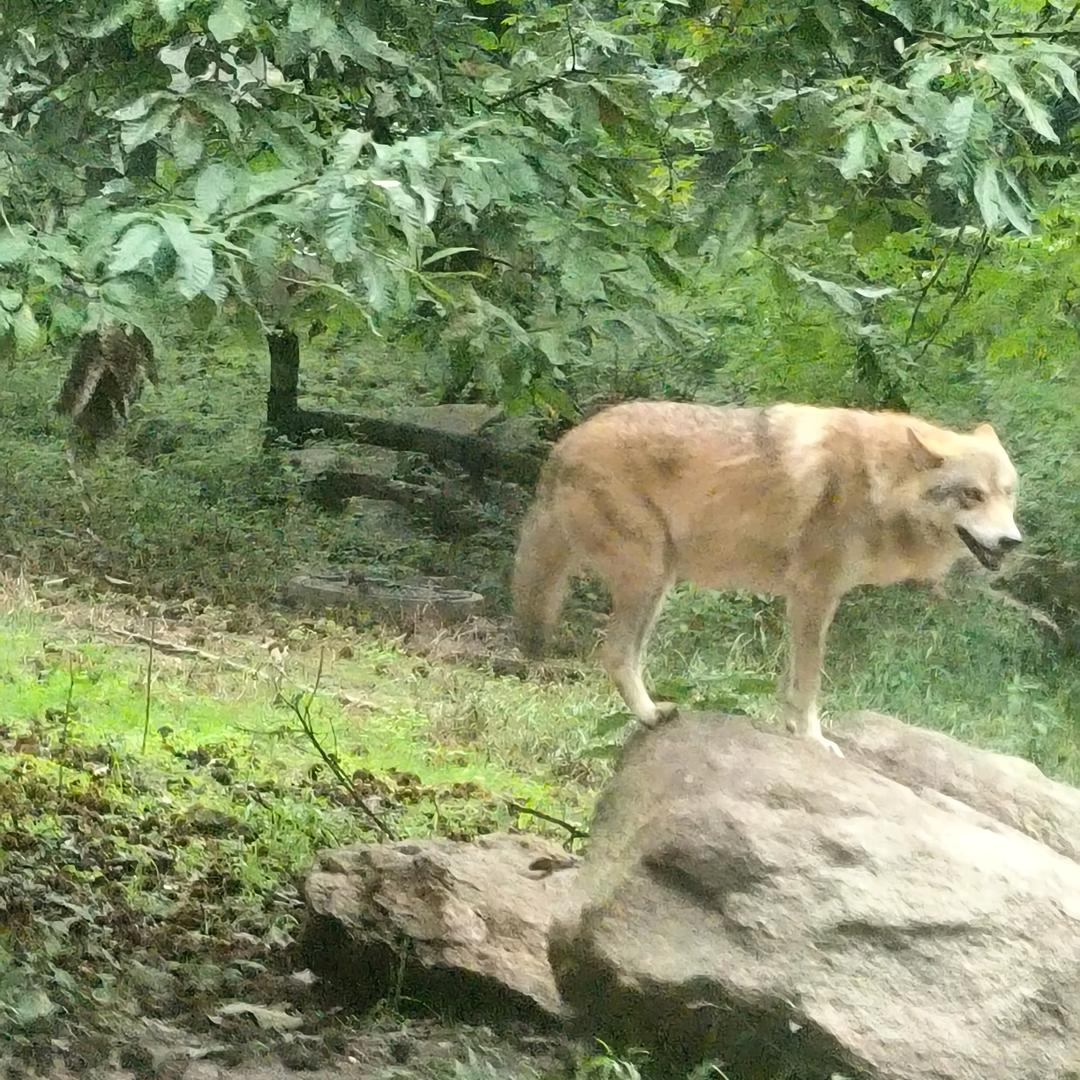 漂泊