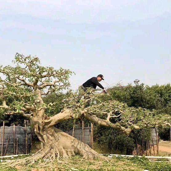 春葳园盆景园林