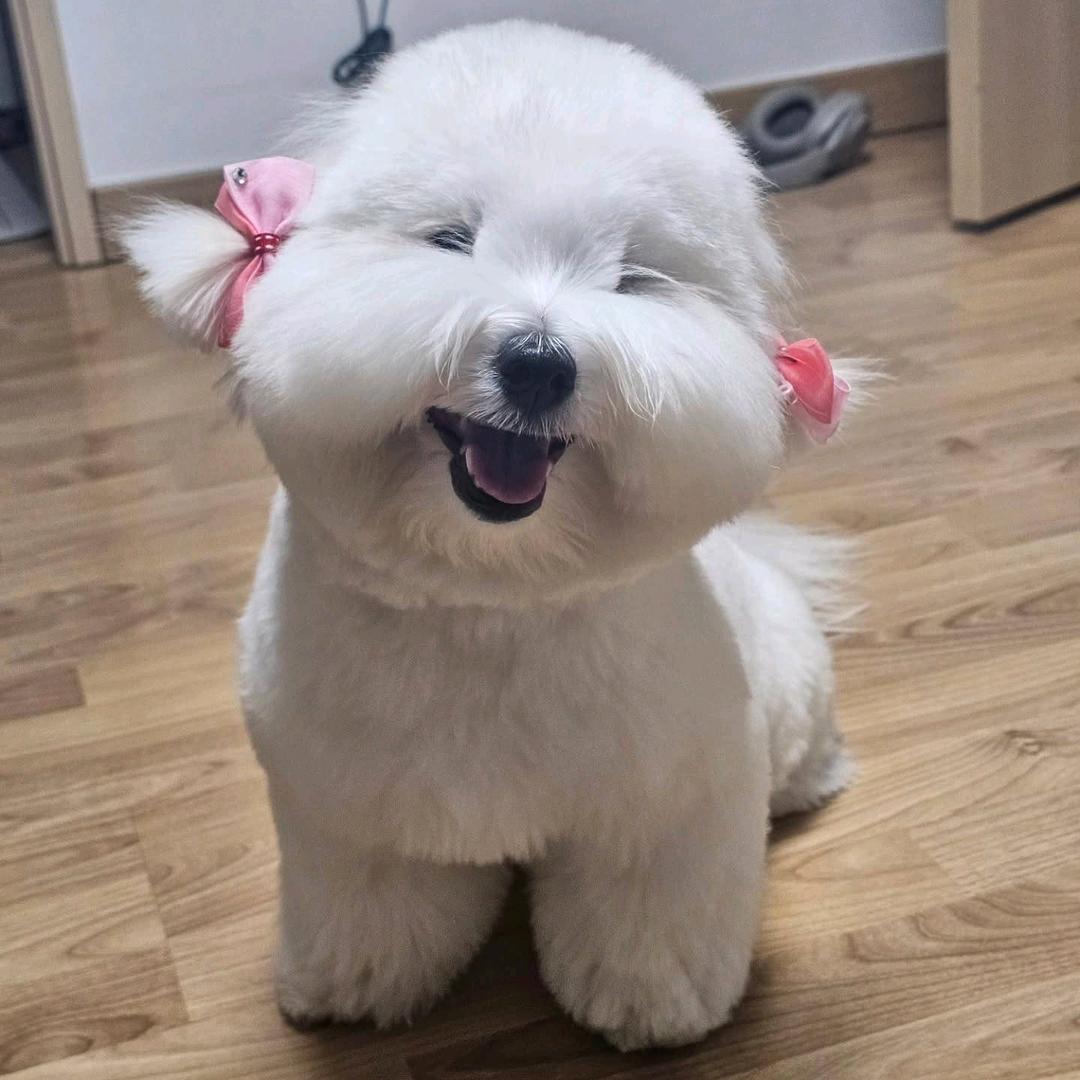 泡芙小狗