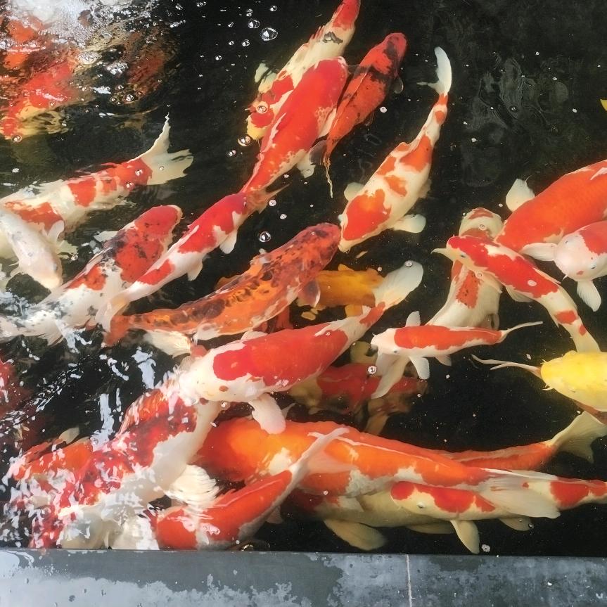 纳爱斯品质生活推荐官（广州清清）