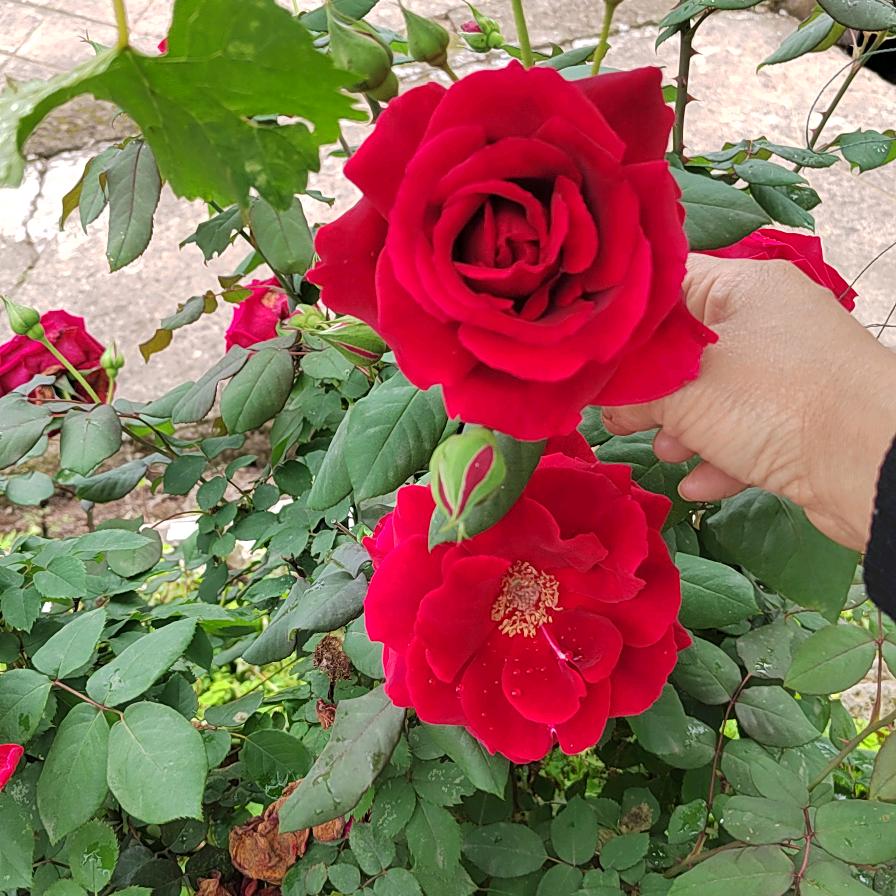 卖菜