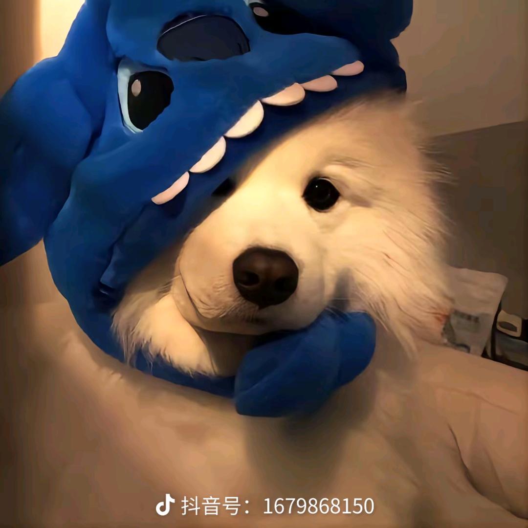 愛恨随意