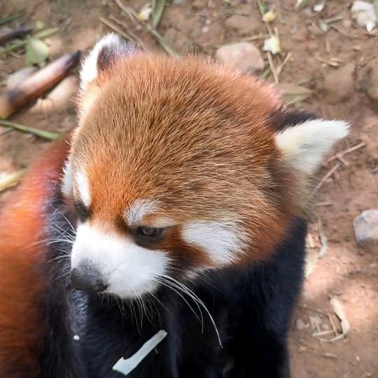 得梦为鱼