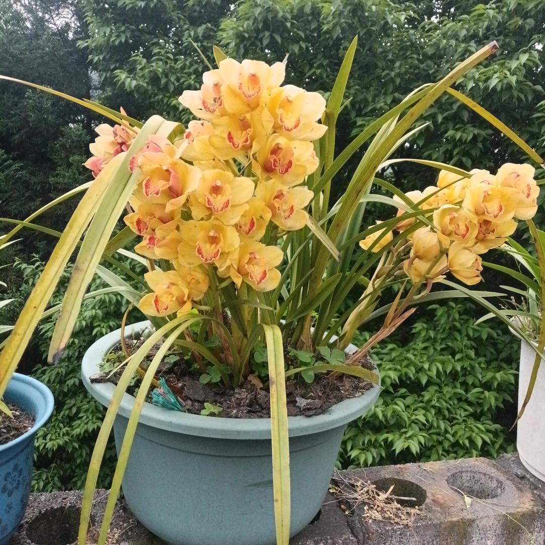 吉祥