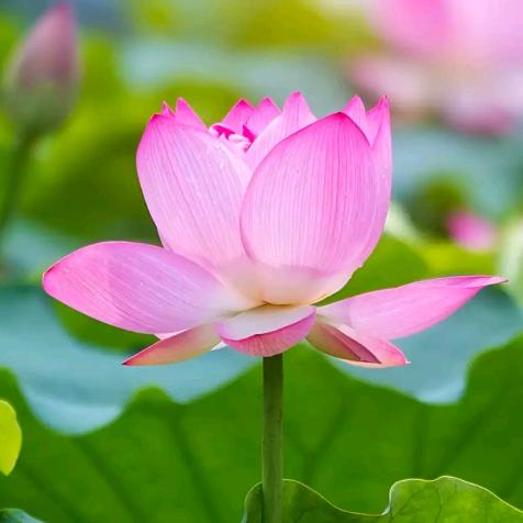 冬天的梅花