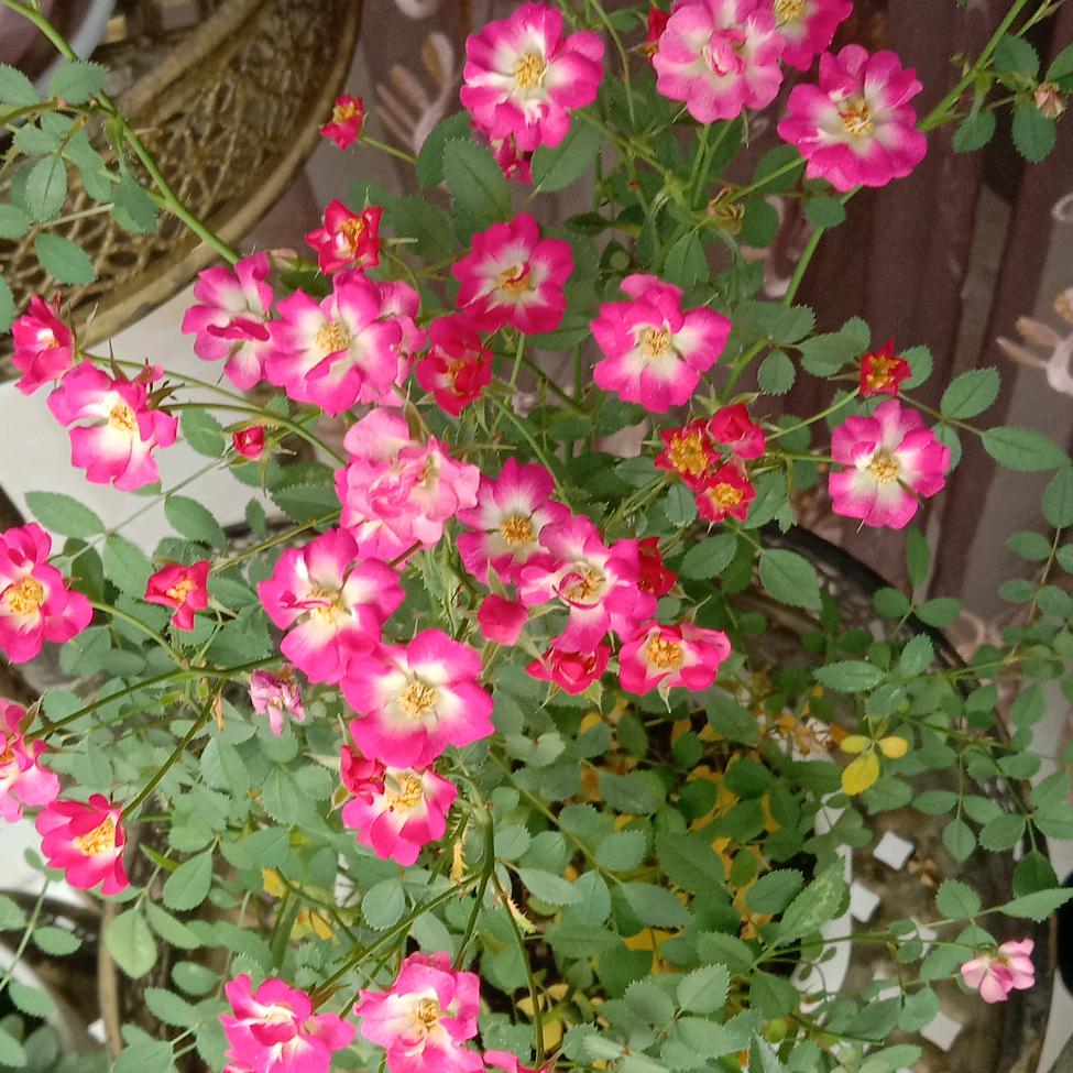 🍀好运连连🍀