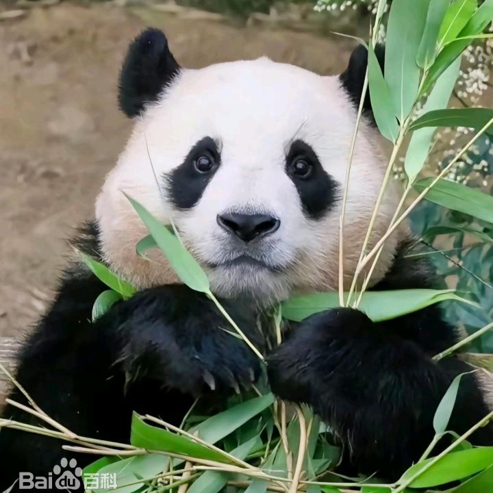 @二哥（听障人）