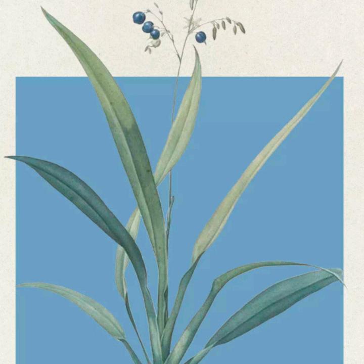 陈三孃