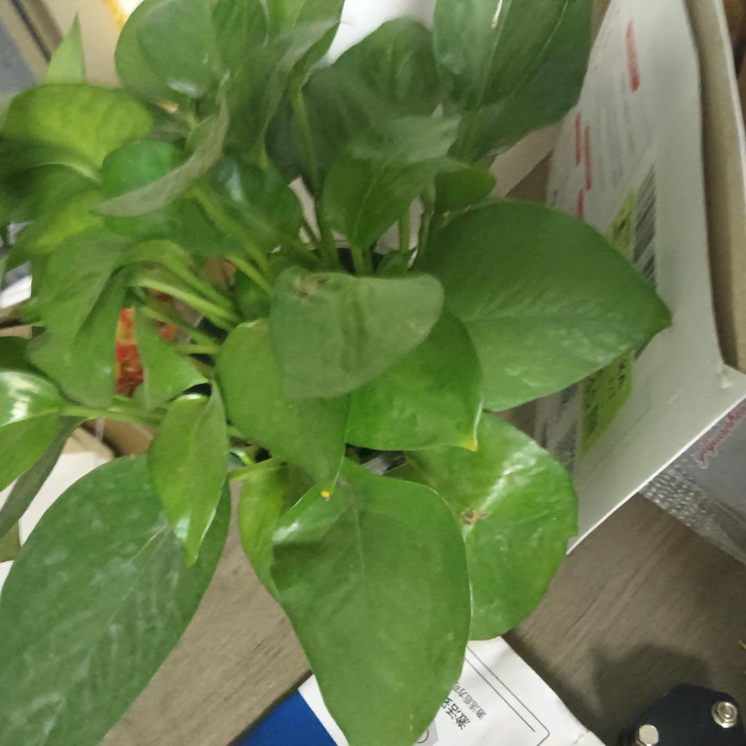 梦动慧慧直播号