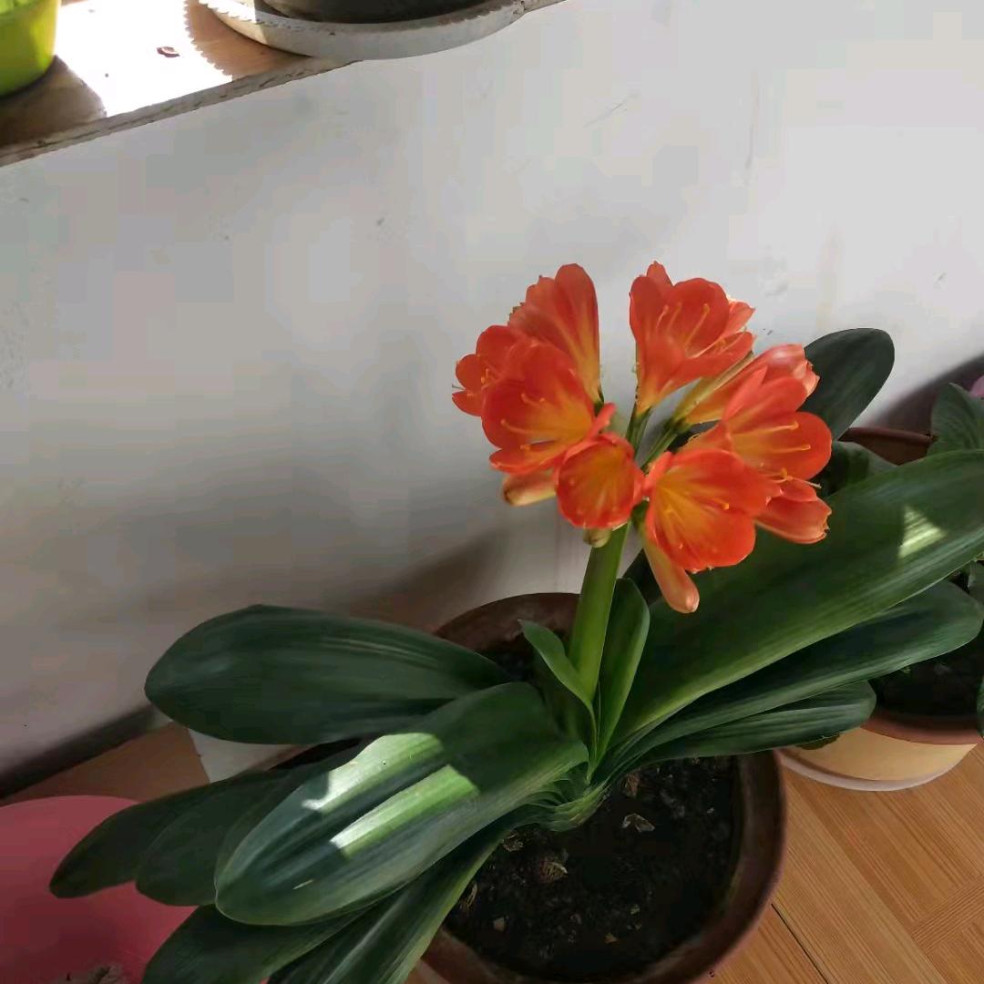 开 ❤️快乐美一天🌻🌻🌻