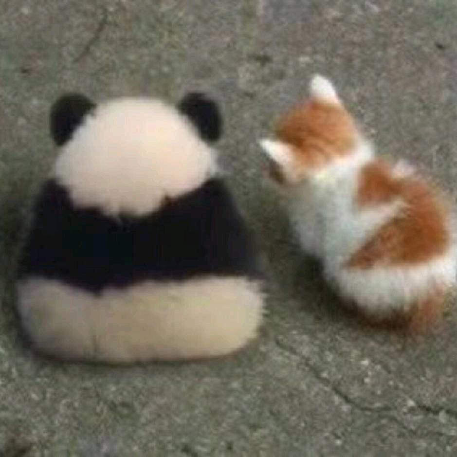 神奇的锦鲤少年