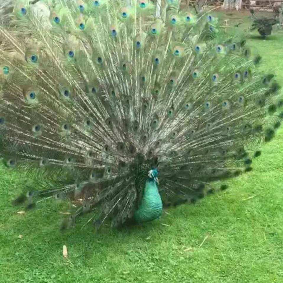 素